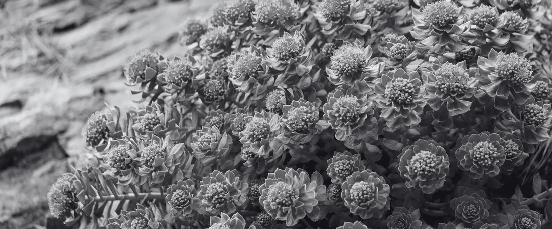 Rhodiola rosea – die Pflanze der Widerstandskraft?