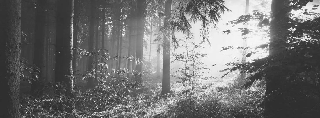 Ab ins Grüne – wie Wälder der Psyche guttun