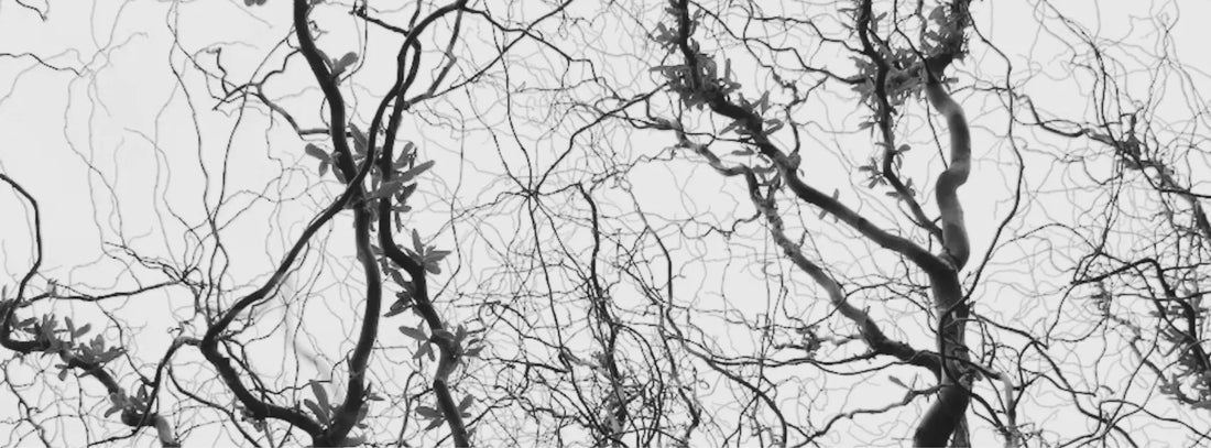 Neurotransmitter – die Botenstoffe, die alles steuern