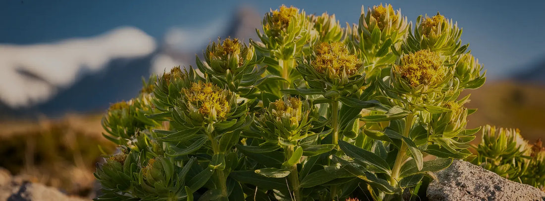 Rhodiola rosea – die Pflanze der Widerstandskraft?